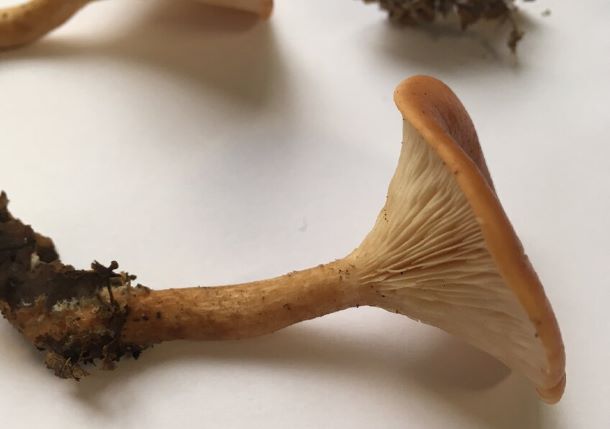 Lepista flaccida, un champignon comestible que l'on retrouve dans l'hémisphère nord, a été au centre des recherches menées par des équipes françaises pour identifier des moyens de corriger certaines mutations génétiques, dites mutations non-sens. © MNHN/CNRS – Christine Bailly