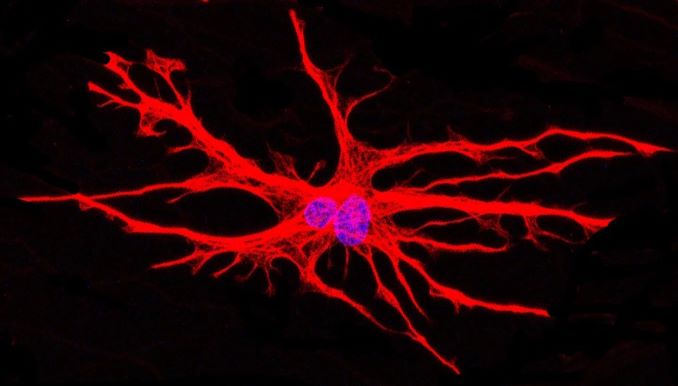 hiPSC-derived astrocytes (red) cultured in a microfluidic device. Nuclei are labeled in blue. ©Katarina Stoklund Dittlau