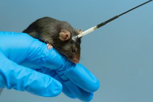 L'équipe de recherche a utilisé un dispositif permettant aux souris de s'auto-administrer des doses de kétamine via un cathéter. © Christian Lüscher